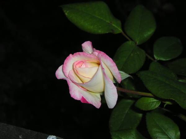 flora217.jpg