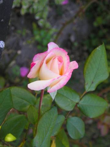 flora218.jpg