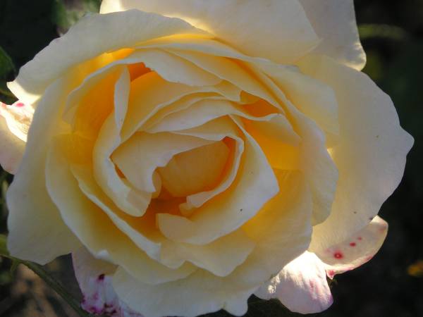 flora219.jpg
