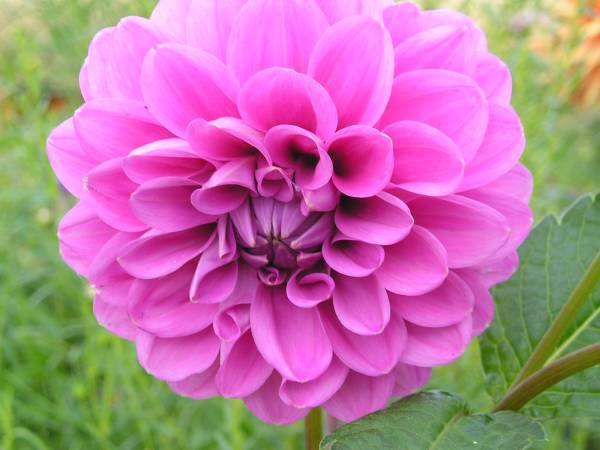 flora22.jpg