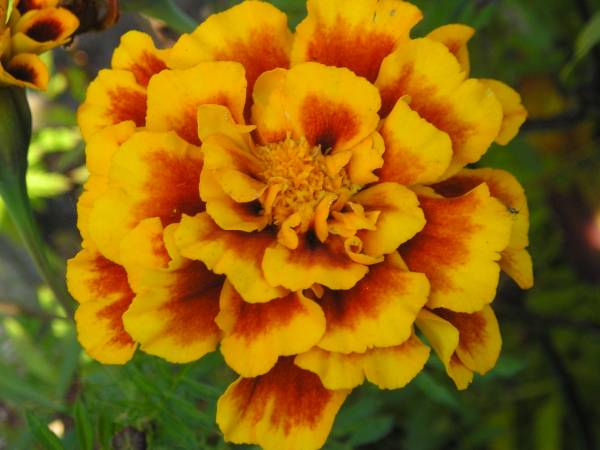 flora220.jpg
