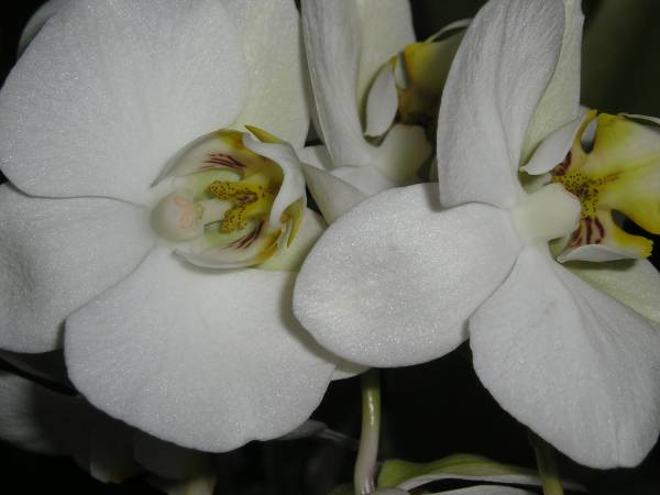 flora221.jpg