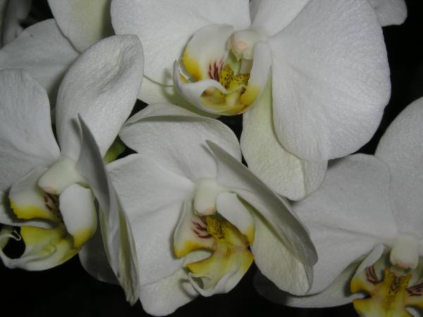 flora222.jpg