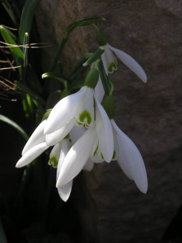 flora223.jpg