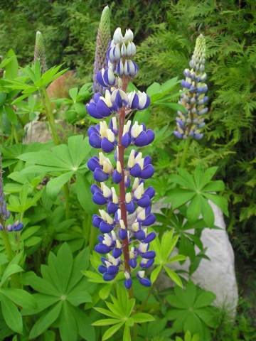 flora225.jpg