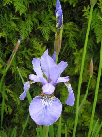 flora226.jpg