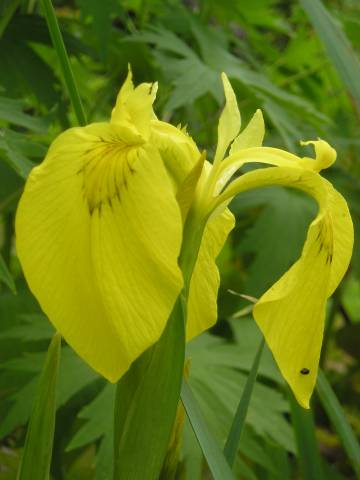 flora227.jpg