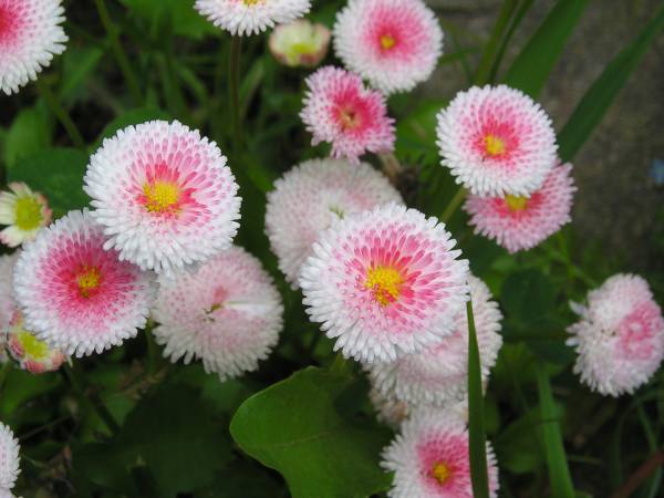 flora228.jpg