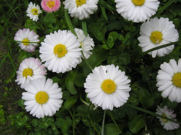 flora229.jpg