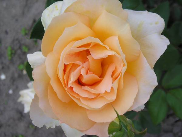 flora23.jpg