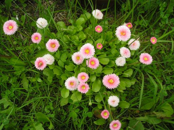 flora230.jpg