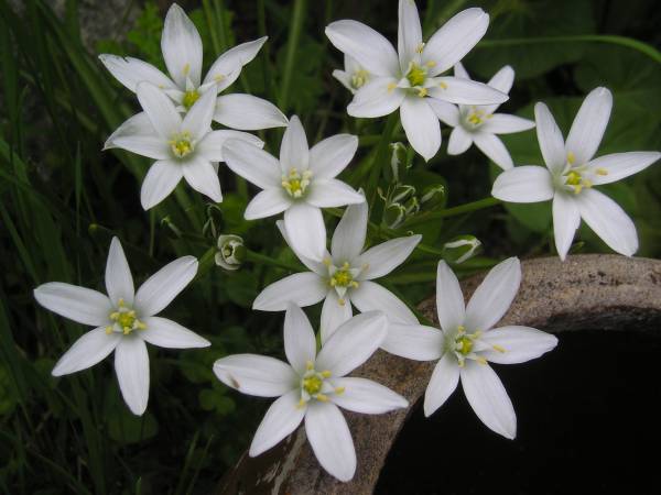 flora231.jpg