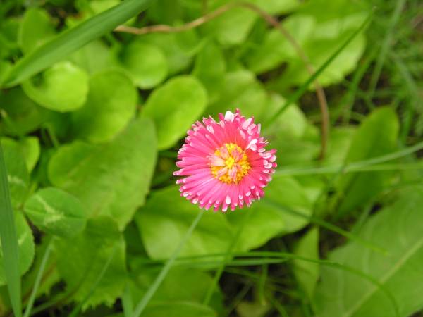 flora232.jpg