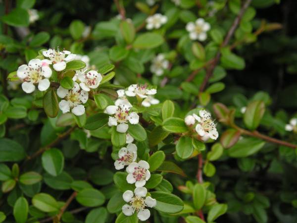 flora233.jpg