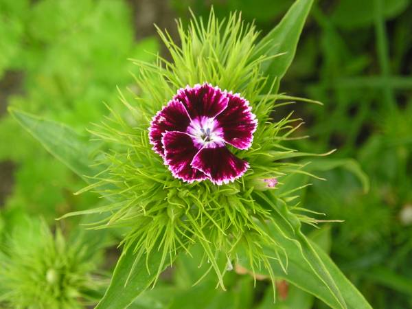 flora234.jpg