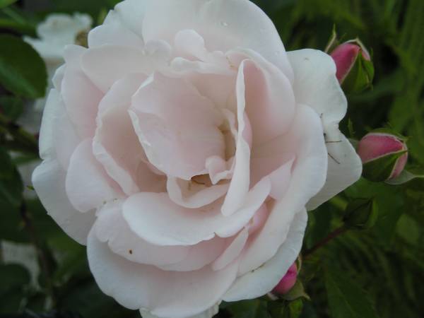 flora236.jpg