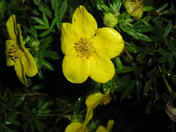 flora237.jpg