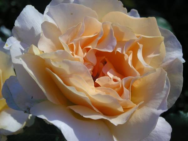 flora238.jpg