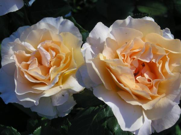 flora239.jpg