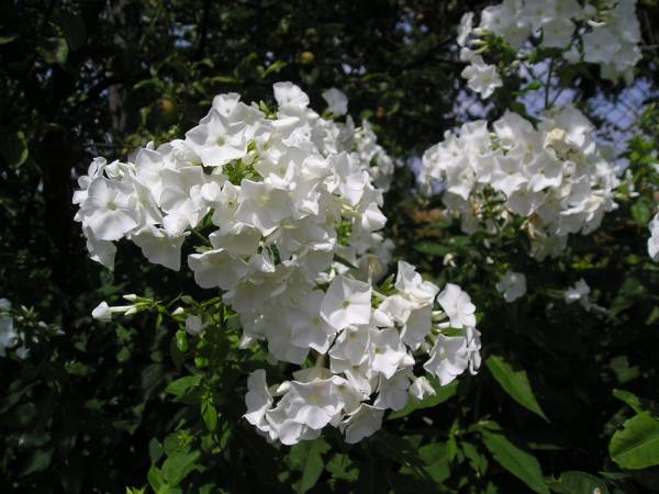flora24.jpg