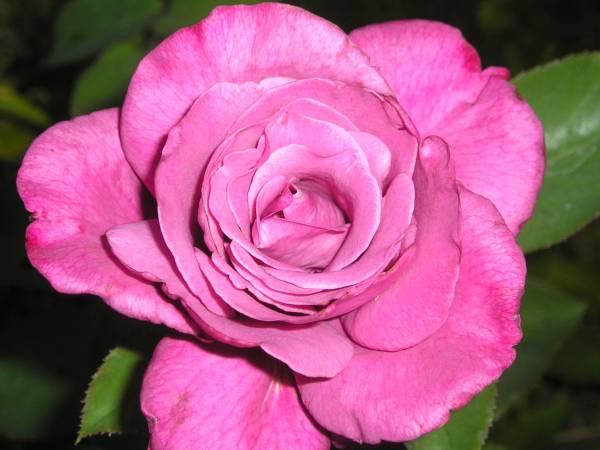 flora242.jpg