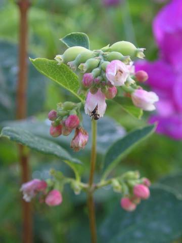 flora245.jpg
