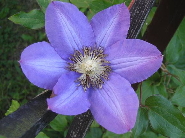 flora248.jpg