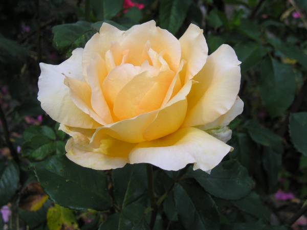flora25.jpg