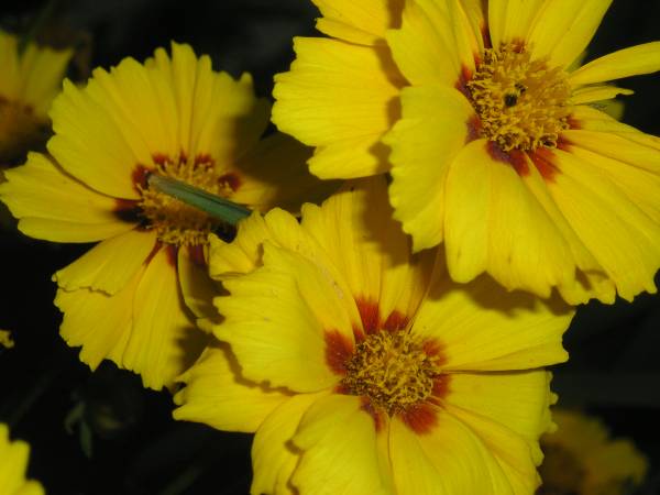 flora252.jpg