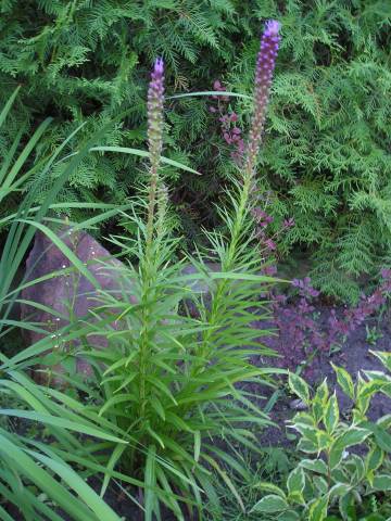 flora253.jpg