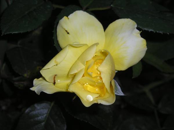flora254.jpg