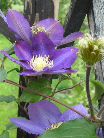 flora257.jpg