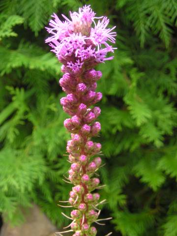 flora260.jpg