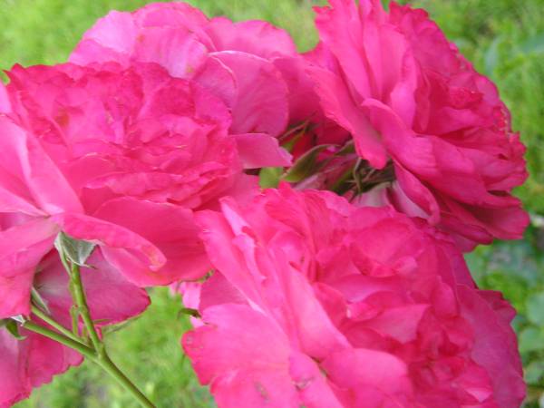 flora265.jpg