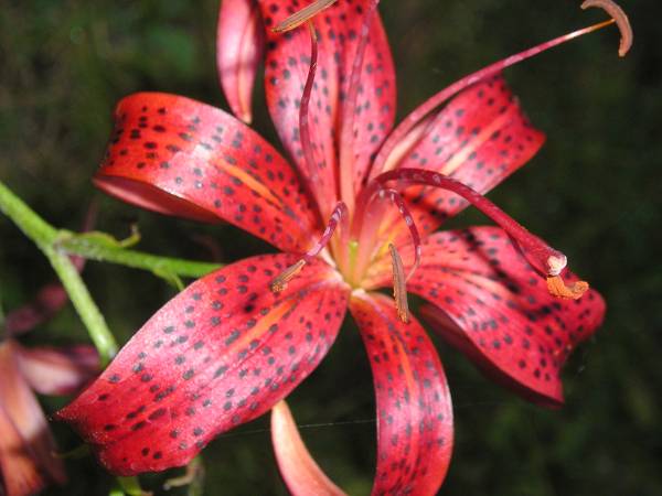 flora266.jpg