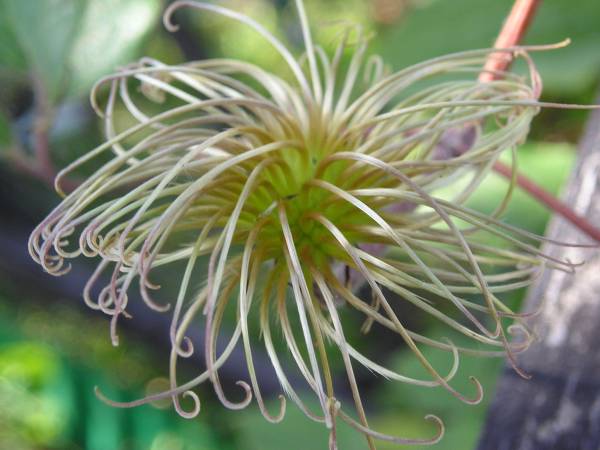 flora267.jpg