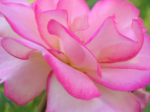 flora268.jpg