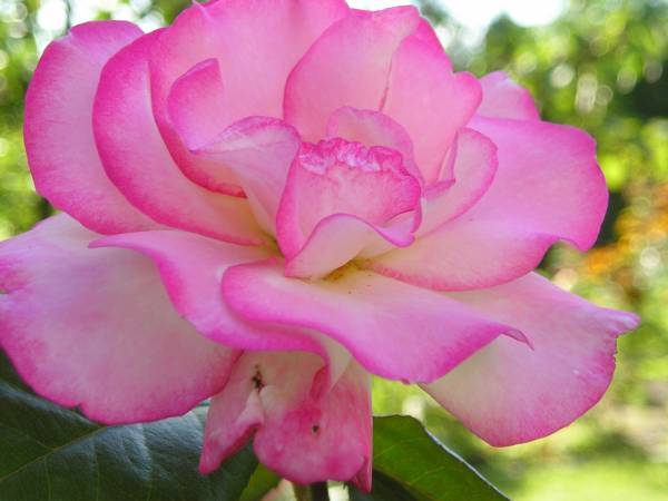 flora270.jpg