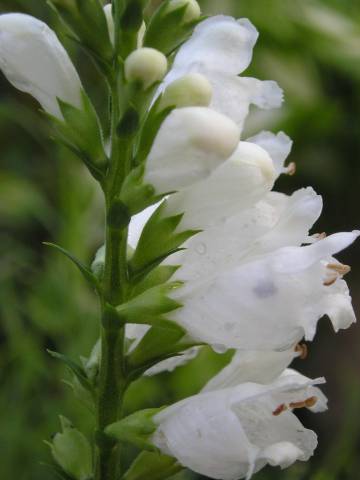 flora271.jpg