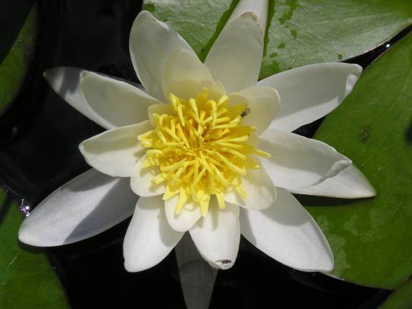 flora272.jpg