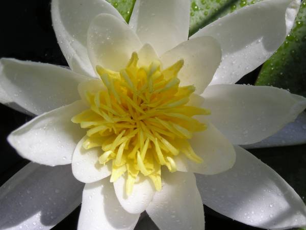 flora273.jpg
