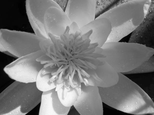 flora274.jpg