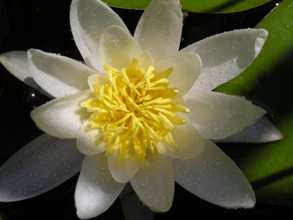 flora275.jpg