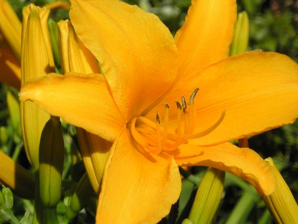 flora276.jpg