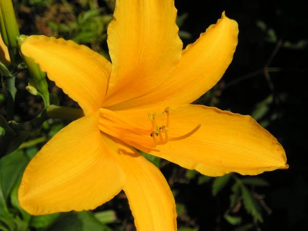 flora277.jpg