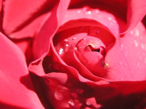 flora279.jpg