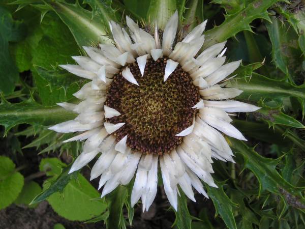 flora28.jpg