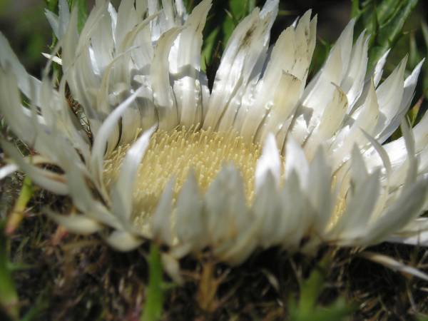 flora280.jpg