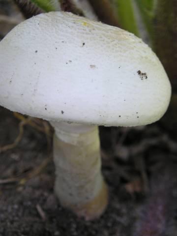 flora281.jpg