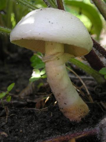 flora282.jpg